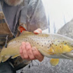 Meet your Posher, Robert